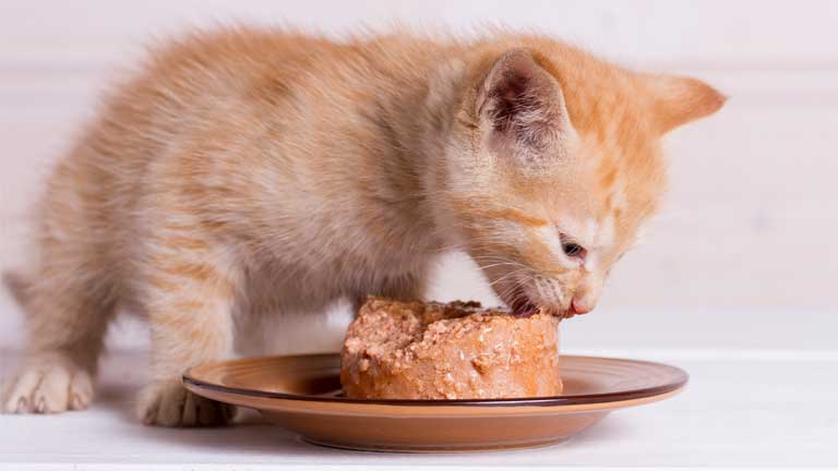 dit trockenfutter fr katzen weight control Katzen-Trockenfutter | mera