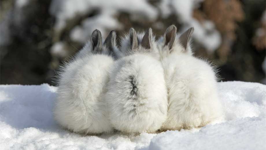 Kaninchen Drauen Halten Im Winter