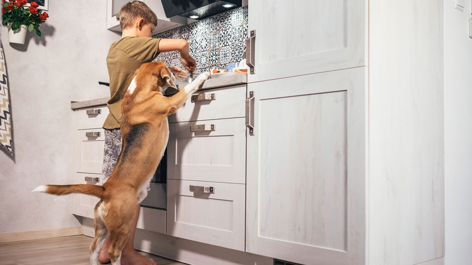 Beagle und Junge kochen