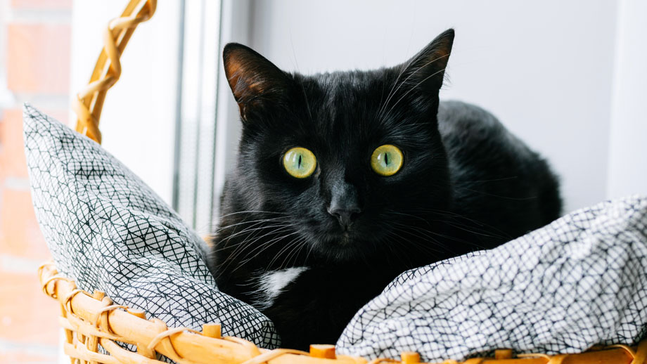 Schwarzer Kater im Korb