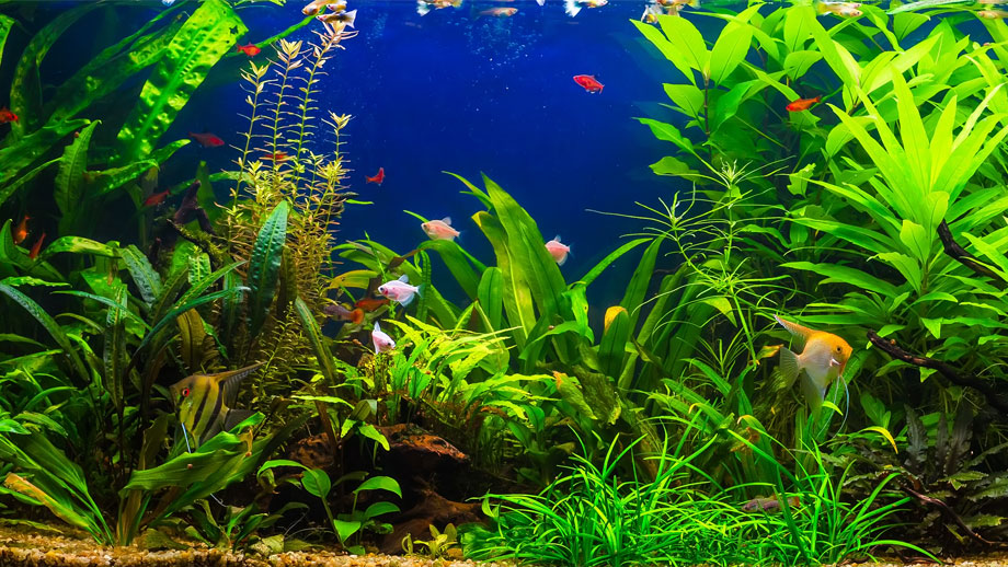 Steckbrief Dichtblttrige Wasserpest
