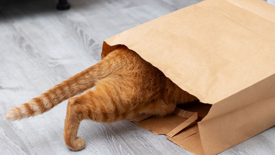 Rote Katze kriecht in Papiertüte