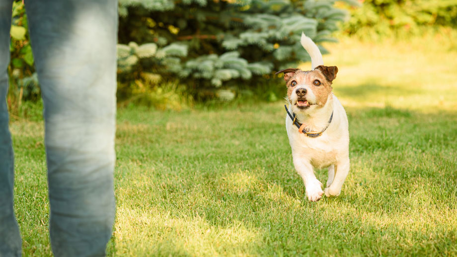 Terrier rennt durchs Gras