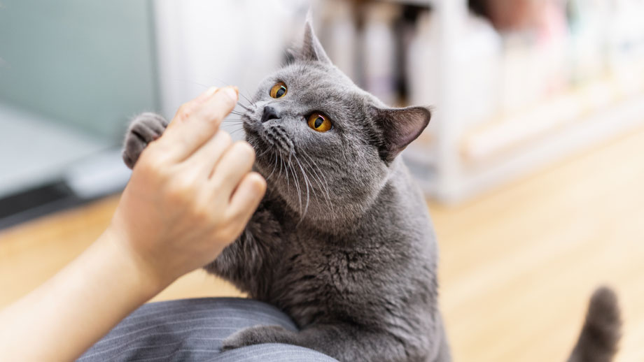 Graue Katze bekommt Leckerchen