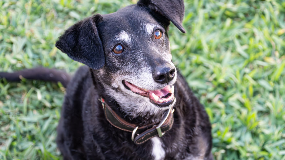 Schwarzer Hund mit grauer Schnauze