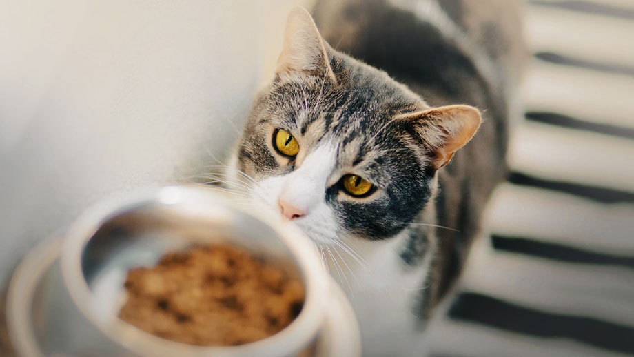 Katze mit Napf