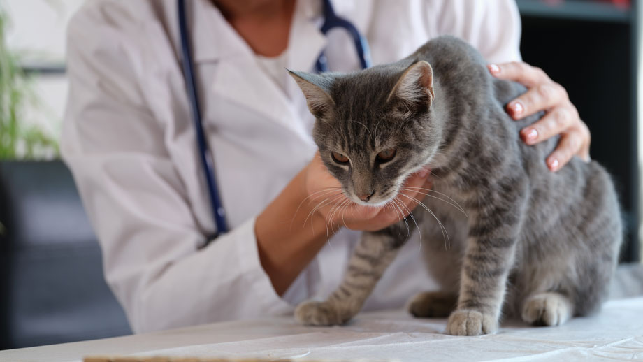 Katze beim Tierarzt