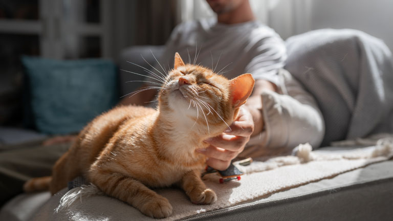 Die 16 besten Kippfensterschutze für Katzen hier im Überblick – Ratgeber