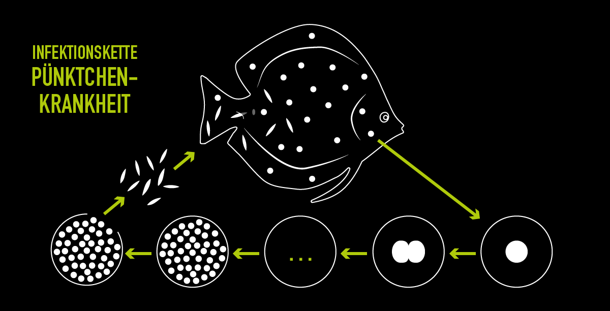 Weißpünktchenkrankheit bei Fischen