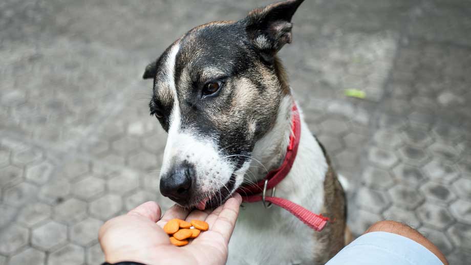 hund befriedigen hand Handfütterung beim Hund