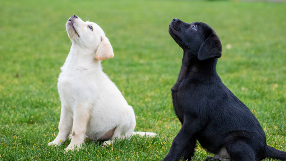 Zwei Labrador Welpen machen Sitz