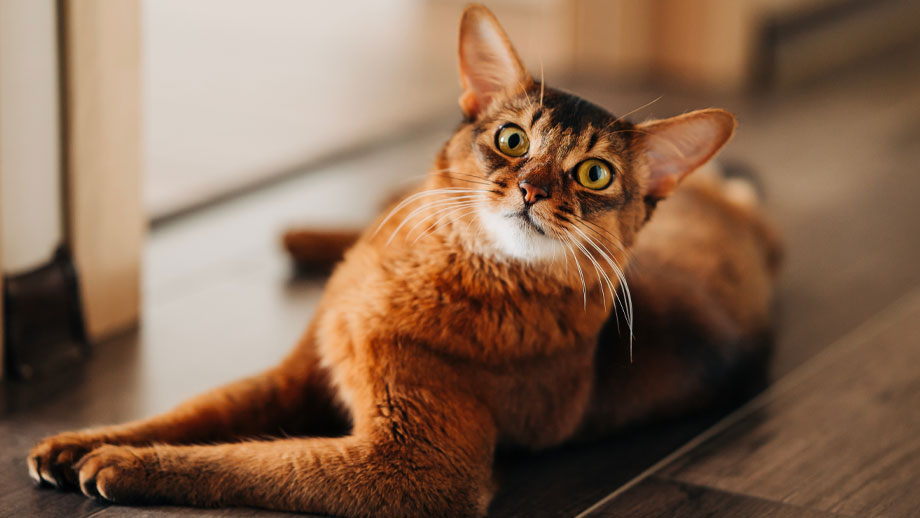 Somali Katze