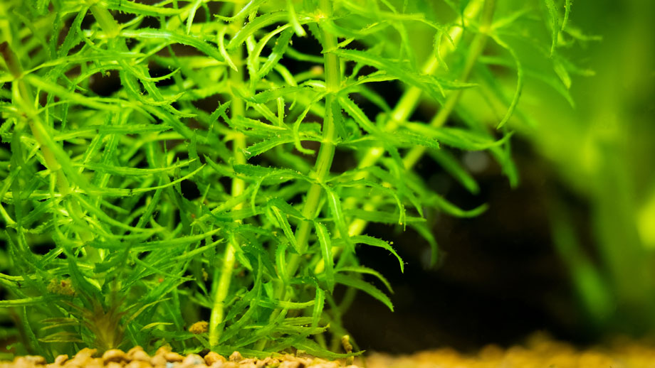 Steckbrief Dichtblttrige Wasserpest