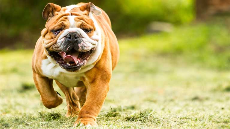 Französische Bulldogge: „Kampfhund“ als beliebtes Familienmitglied