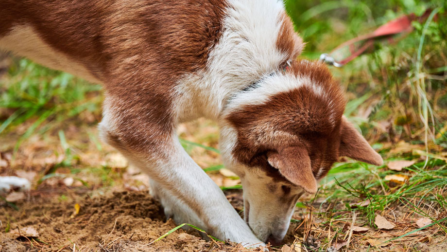Hund buddelt in der Erde