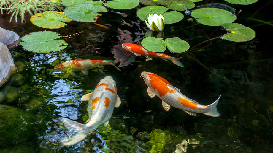 Koi Arten und Farben im Überblick