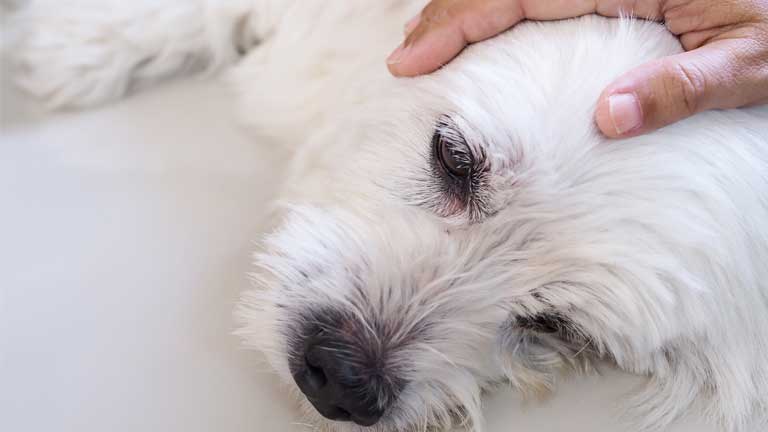 Hund Knickt Hinten Weg Einschlfern