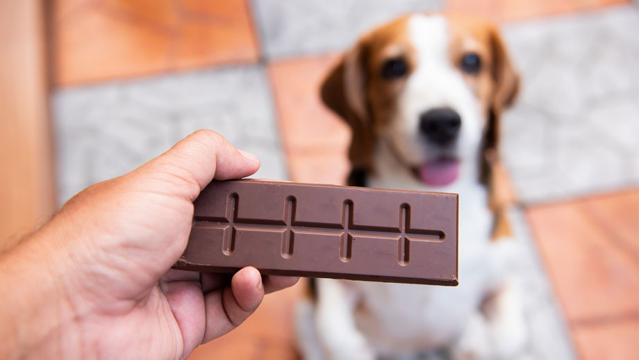 Mensch zeigt Hund Schokolade